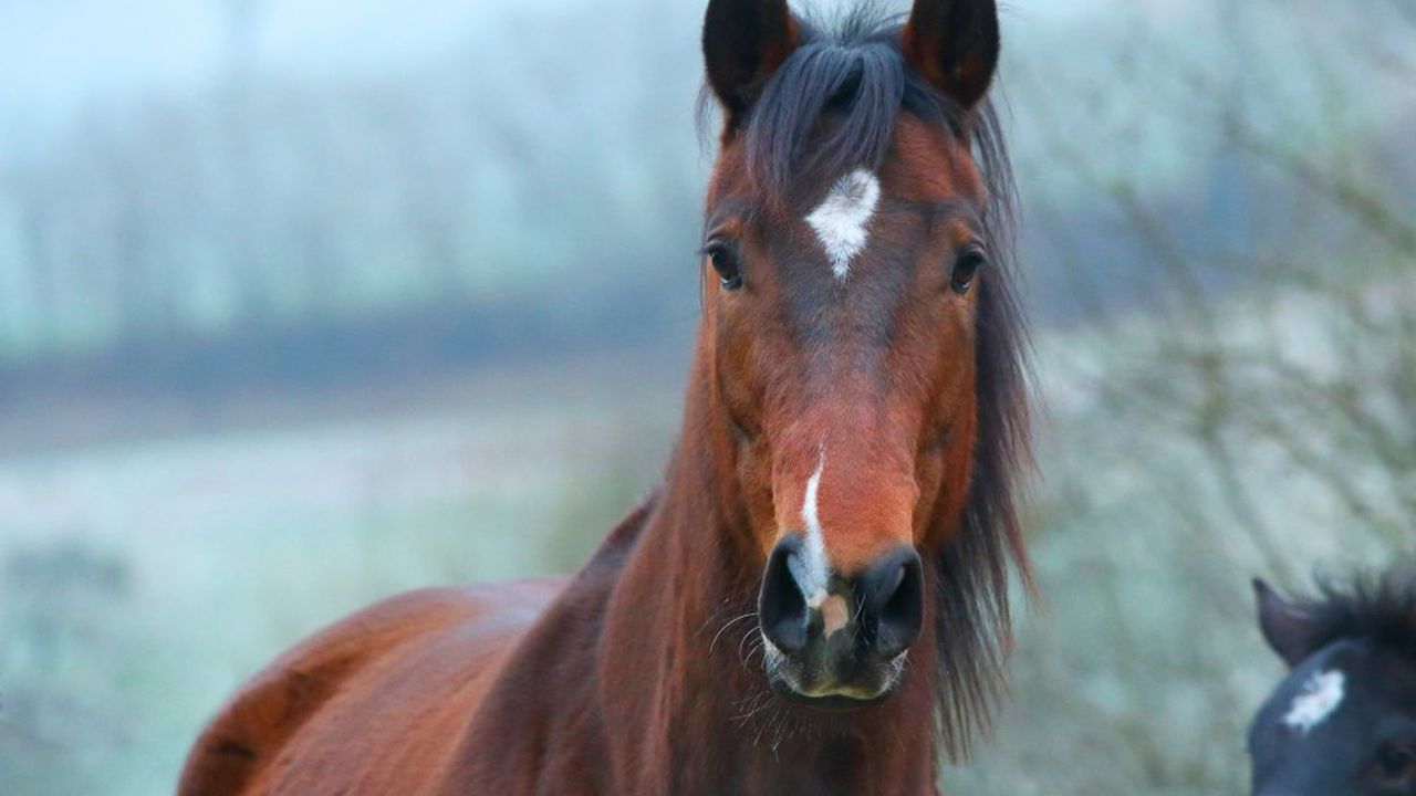 Leutstettener Pferdezucht - aussterbende Rasse Leutstettener Pferdezucht - aussterbende Rasse